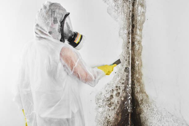 Professional Mold Removal in Rayville, LA