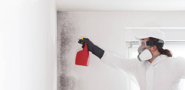 Best Attic Mold Removal  in Rayville, LA