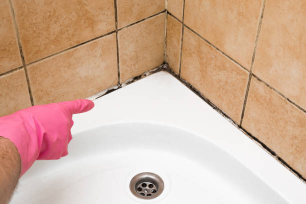 Best Toxic Mold Removal  in Rayville, LA